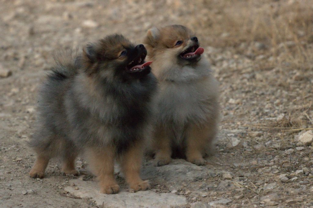 chiot Spitz allemand des Terres De Sambizanga