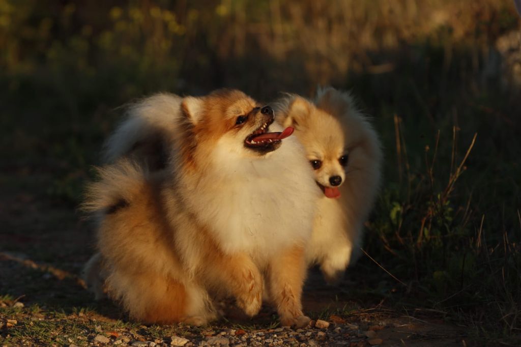 des Terres De Sambizanga - Chiots disponibles - Spitz allemand